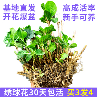 无尽夏绣球花老桩大苗盆栽地栽四季开花阳台花园庭院绿植买三送一