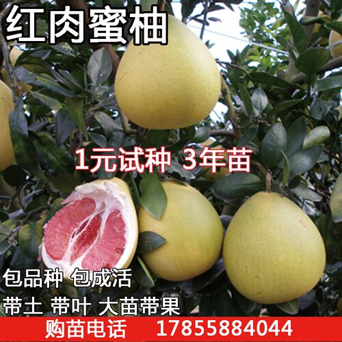 柚子叶盆栽多少钱 柚子叶盆栽价格 小麦优选 柚子叶盆栽多少钱 柚子叶盆栽价格 小麦优选