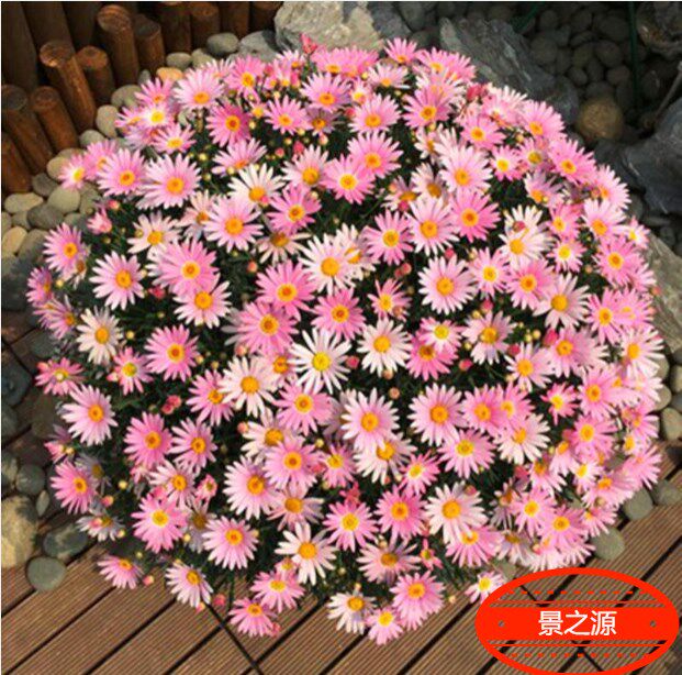 见土就活花种籽子四季播种开花蓝色的花矢车菊种子庭院室外花籽