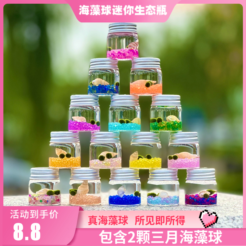 青田原野海藻球生态瓶微景观