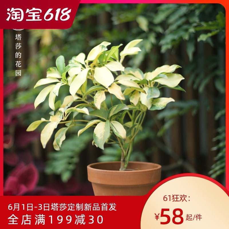 塔莎的花园花叶鹅掌柴绿植盆栽室内植物好养盆栽净化空气美观.