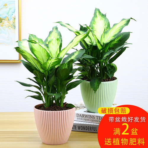 万年青花质量怎么样 万年青花口碑怎么样 小麦优选