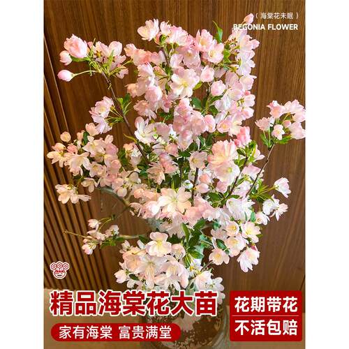 垂丝海棠花盆栽鲜花四季树苗盆景老桩花卉植物室内花绿植真花室外