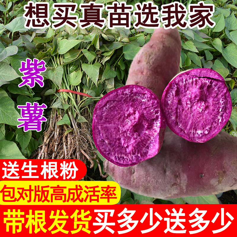 高产紫罗兰紫薯红薯秧苗现拔现发