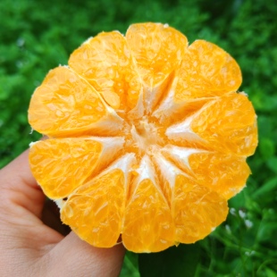 【猪哼哼】四川眉山耙耙柑春见自然成熟产地新鲜现摘现发整箱包邮