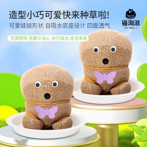 Кошачья трава пшеница семян семян