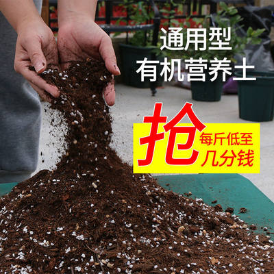 营养通用型种花土家多肉