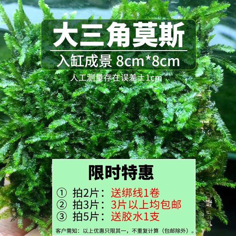 慕斯水草胶素材模板 慕斯水草胶图片下载 小麦优选
