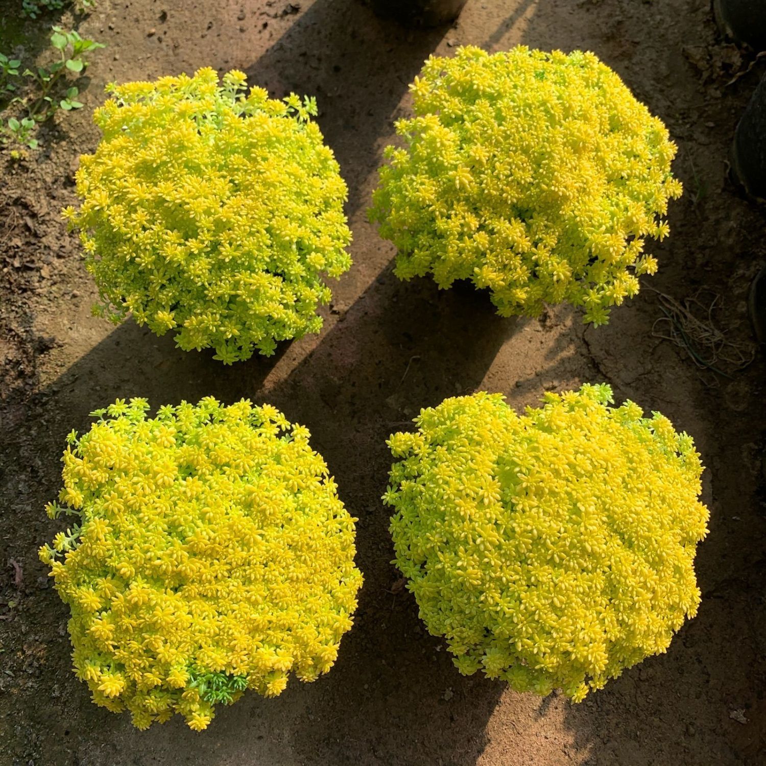 黄金万年草多肉植物盆栽