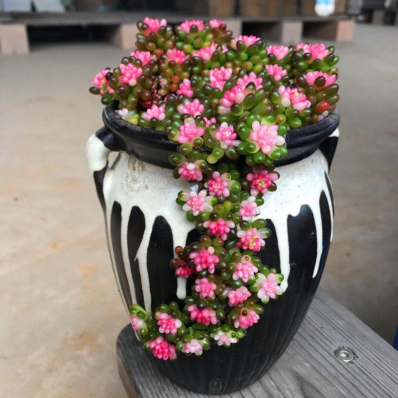 多肉植物红色浆果锦办公室内绿植多肉植物