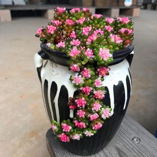 多肉植物红色浆果锦办公室内绿植花卉迷你小盆栽群生肉肉防辐射