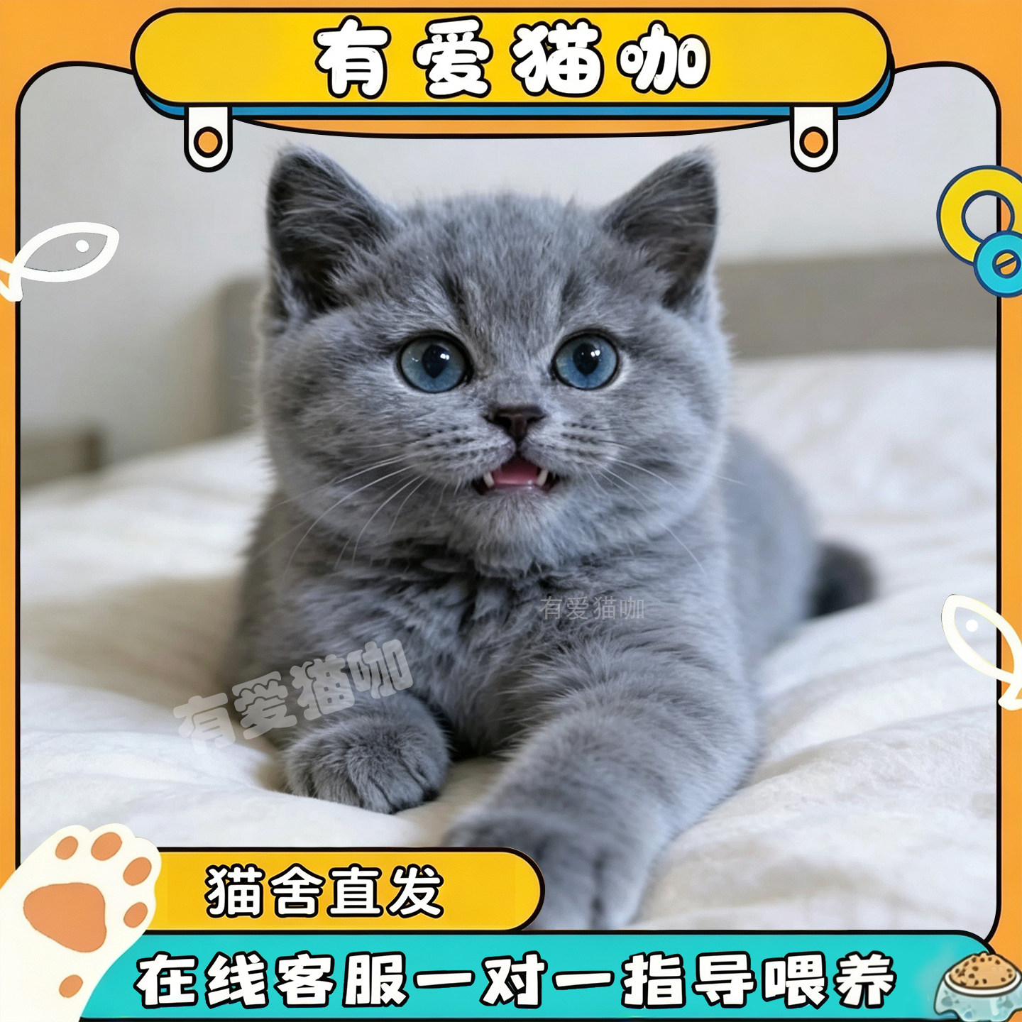 英短蓝猫幼猫银渐层猫咪活物纯种血统猫舍美短大猫活体英国短毛猫
