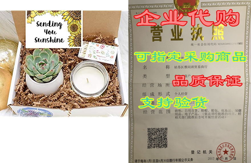 sending you sunshine succulent gift box - live succulent