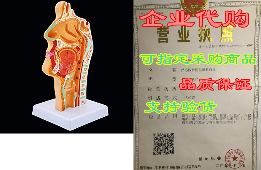 nasal cavity model, human anatomical nose throat anatomy