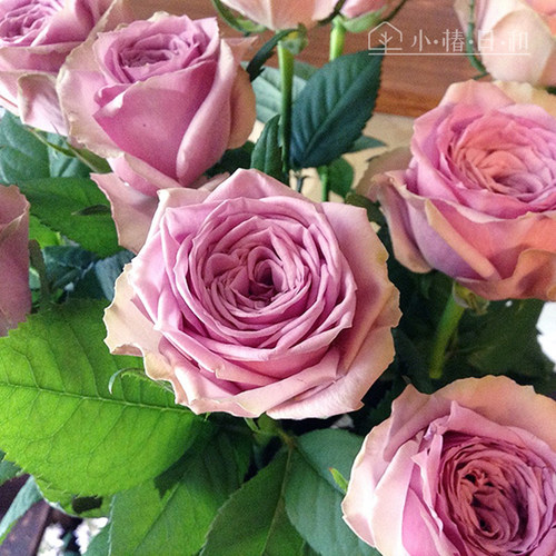 蔷薇和玫瑰价格 蔷薇和玫瑰图片 星期三