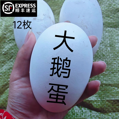 鹅蛋新鲜微山湖纯农家散养天然土鹅蛋孕妇去胎毒初生蛋100~120g现