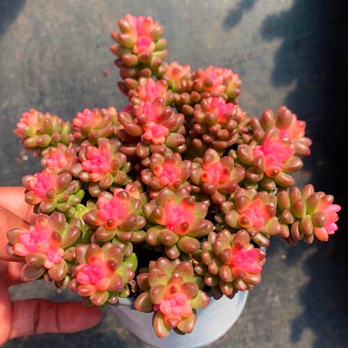 赤豆多肉价格 赤豆多肉图片 星期三