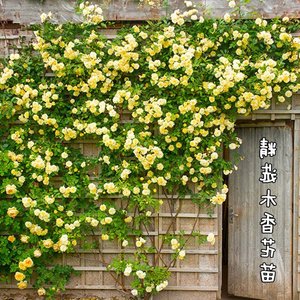 黄色木香花苗爬藤植物浓香四季蔷薇花苗庭院花卉盆栽黄白色木香。