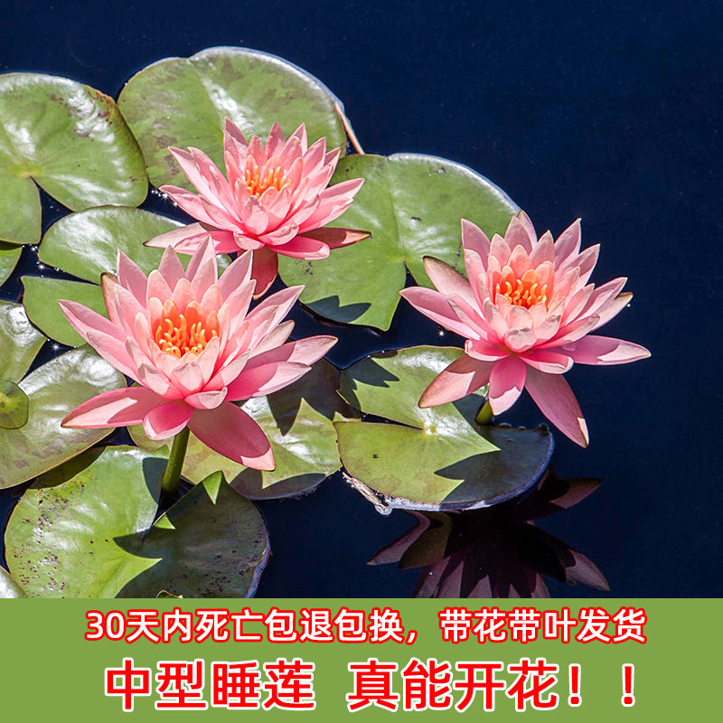 中型睡莲花苗科罗拉多水培植物四季带花苞种根茎块茎盆栽荷莲花苗