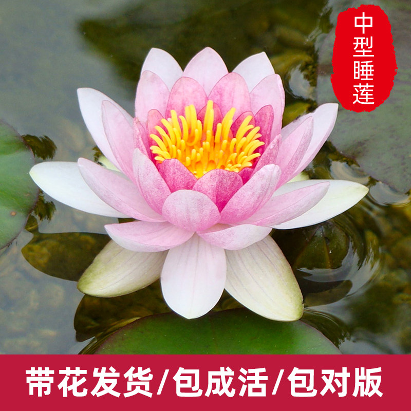 进口睡莲苗花根茎块水生培植物四季开池塘水池成体带花苞水养微型