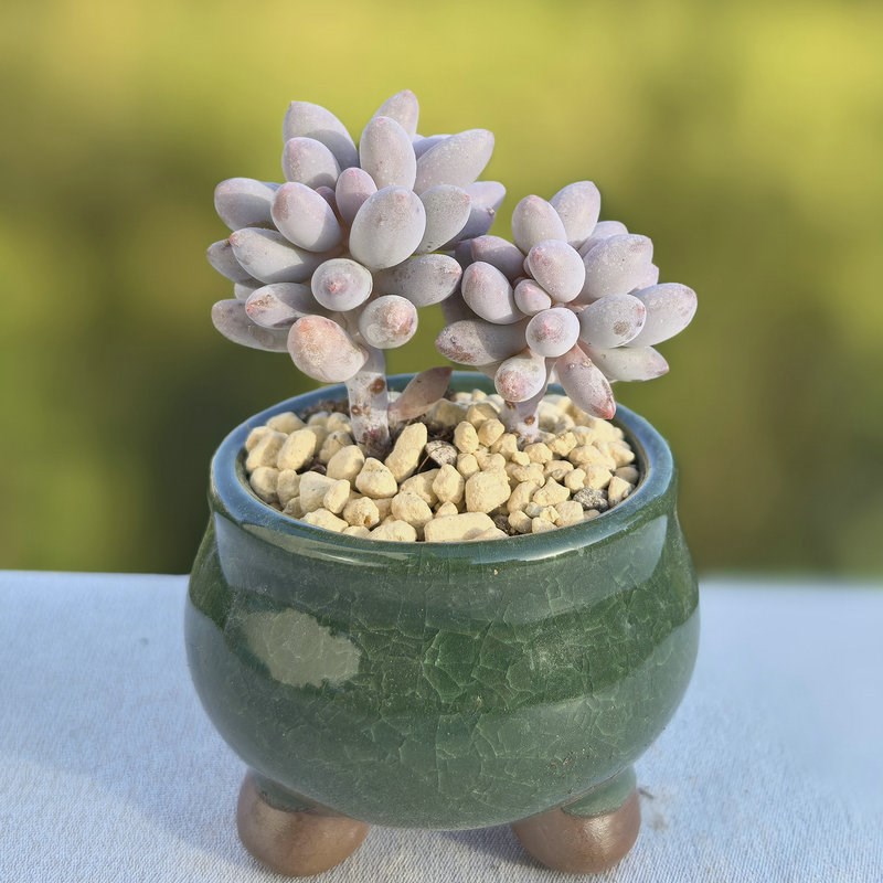 婴儿手指群生多头多肉植物盆栽肉肉新手植物办公室创意花卉绿植