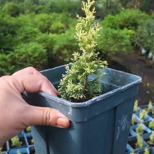 【嘉瑞】常绿耐寒 柏树天鹅金蓝星高山桧范佩尔兰