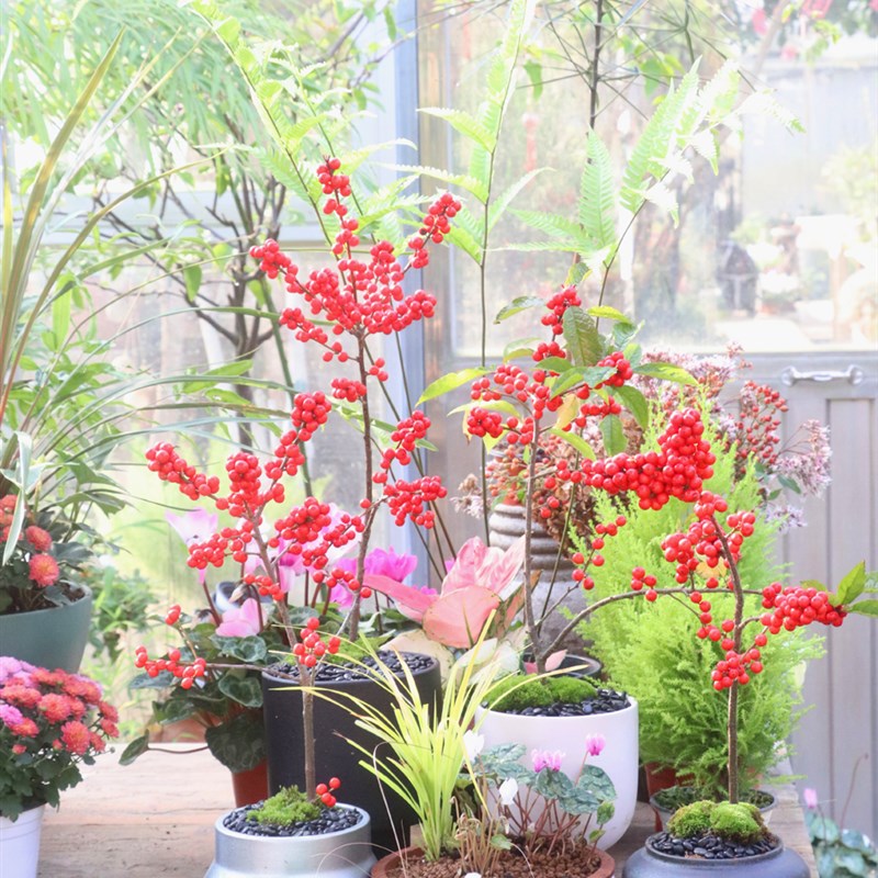 【嘉瑞】耐寒观果 北美冬青 Ilex verticillata 挂果盆栽苗