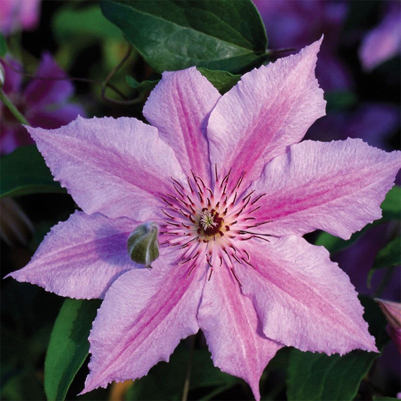 伟伟园艺 大道铁线莲哦啦啦 早花大花 强健耐寒 阳台庭院盆栽地栽