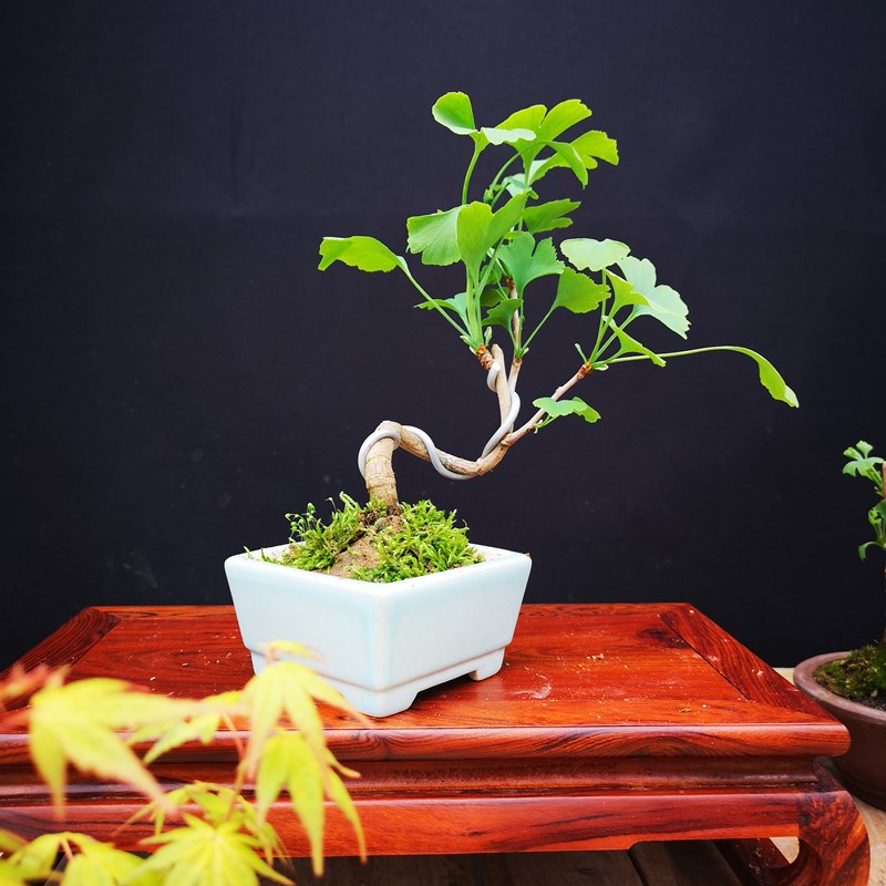 银杏微型盆景白果树桩盆栽花卉树小品观叶植物精品办公桌盆景绿植