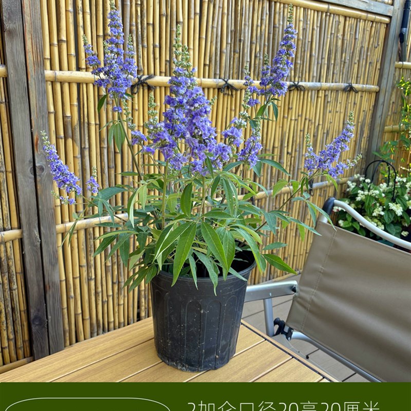 穗花牡荆2加仑夏季开花多年生落叶灌木蓝紫花卉庭院镜园耐寒耐旱