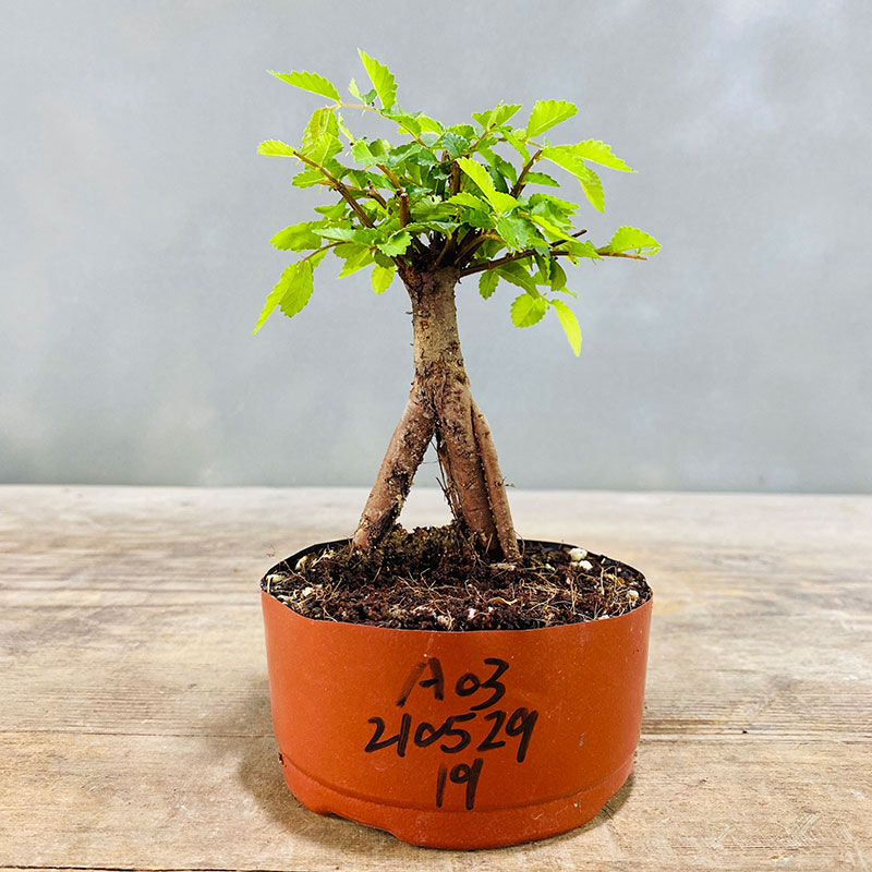 小叶榆树抱石微型盆景花卉植物室内花榔榆客厅办公室桌面绿植盆栽