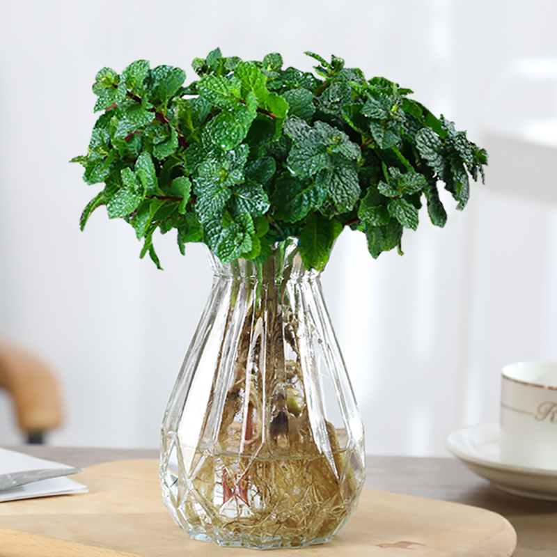 柠檬薄荷盆栽可食用迷迭香薄荷苗水培花卉植物室内花苗水养绿植