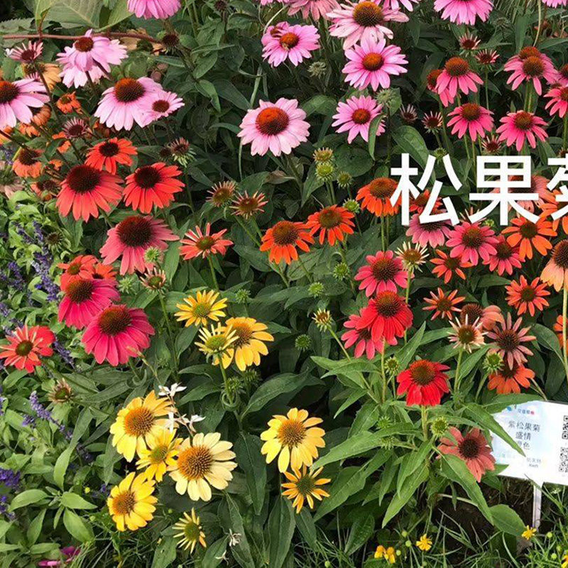 蒲棒菊树苗盆栽观花宿根耐寒背景大花金光菊苗花镜植物搭配地栽花