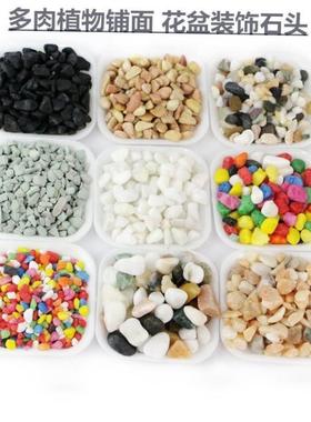 on the new succulent ornamental pebbles pot plant pavement