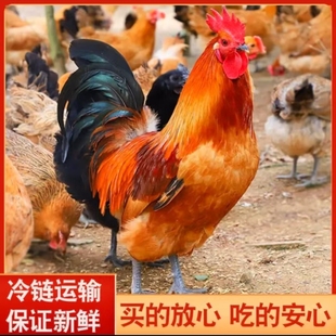 现捉现处理跑山林下散养大公鸡，顺丰包邮
