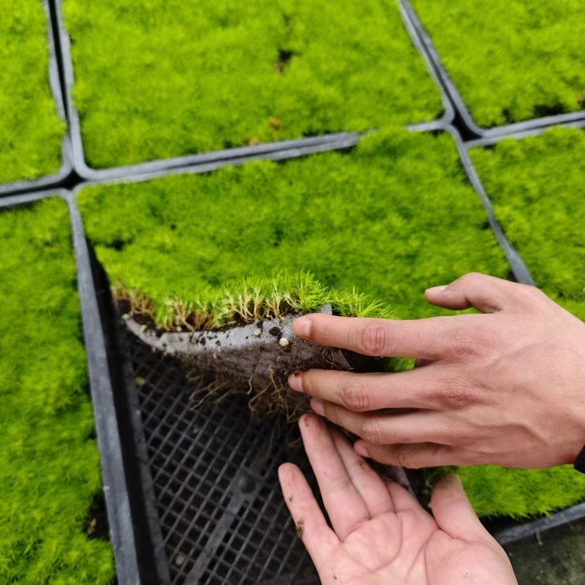 爱尔兰珍珠草方盘超长苗四季常绿草坪多年生耐寒耐旱宿根耐高温