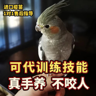 纯手养玄凤鹦鹉活鸟活体会说话的鹦鹉幼鸟黄化原始灰珍珠公母一对