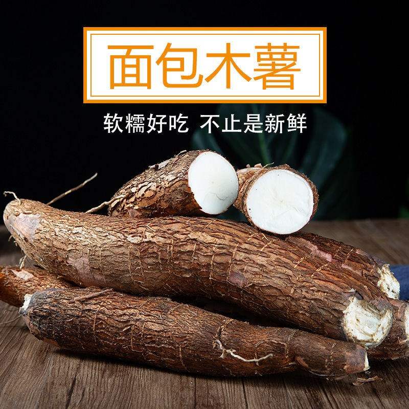 当季农家现挖面包木薯食用树薯粉糯香1-10斤新鲜蔬菜红白皮随机发