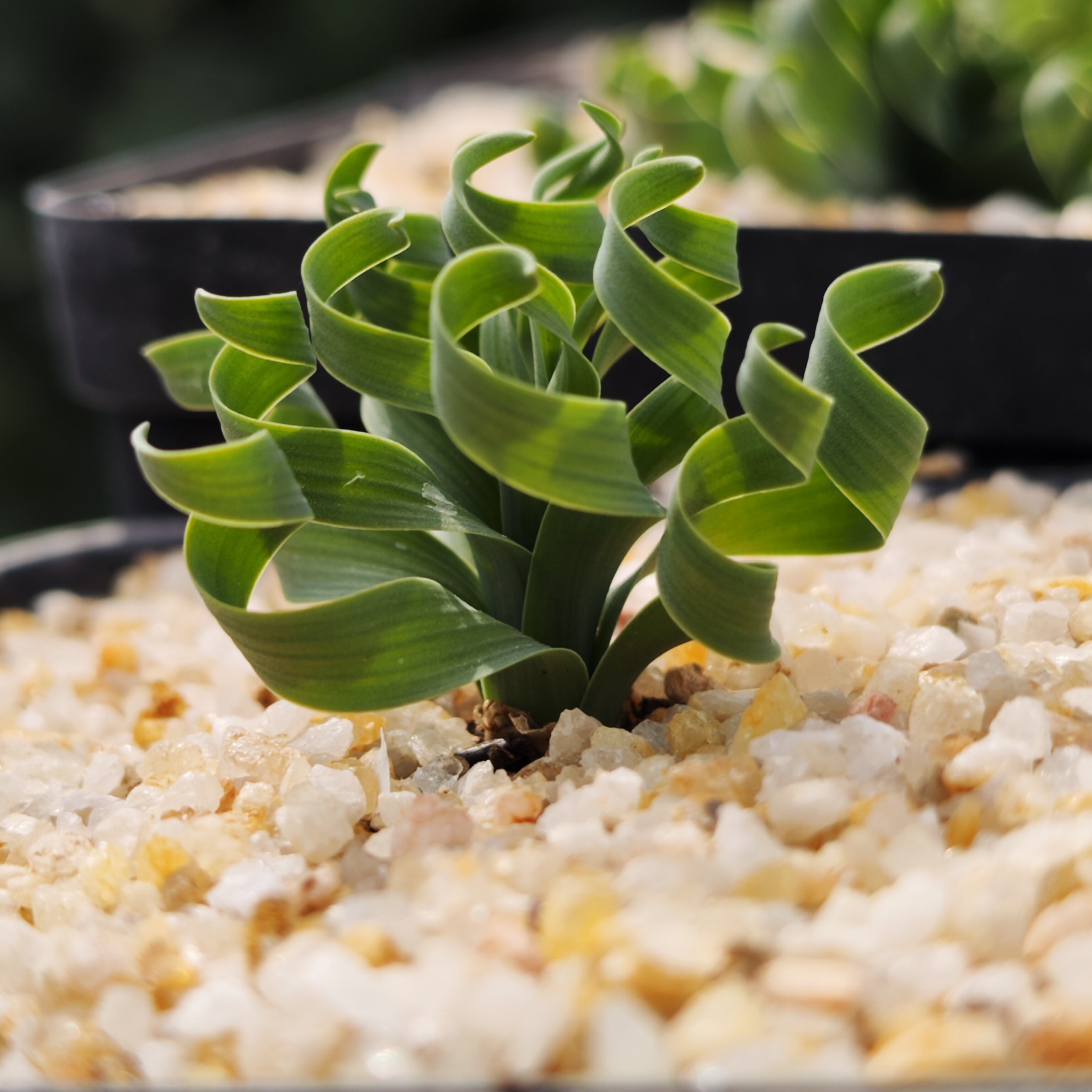 绿宽叶弹簧草海带客厅卧室阳台绿植大颗好养趣味多肉植物组合室内