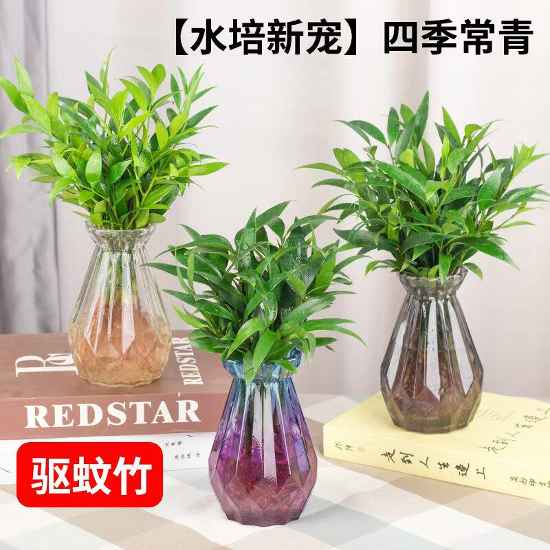 驱蚊竹柏大苗水培土栽室内客厅办公室四季常青驱蚊虫植物盆栽
