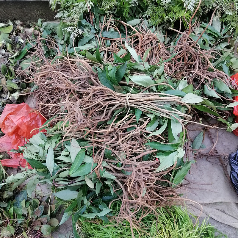 新鲜开喉箭中药材开喉剑八爪金龙根百两金 猪总管铁雨伞500g