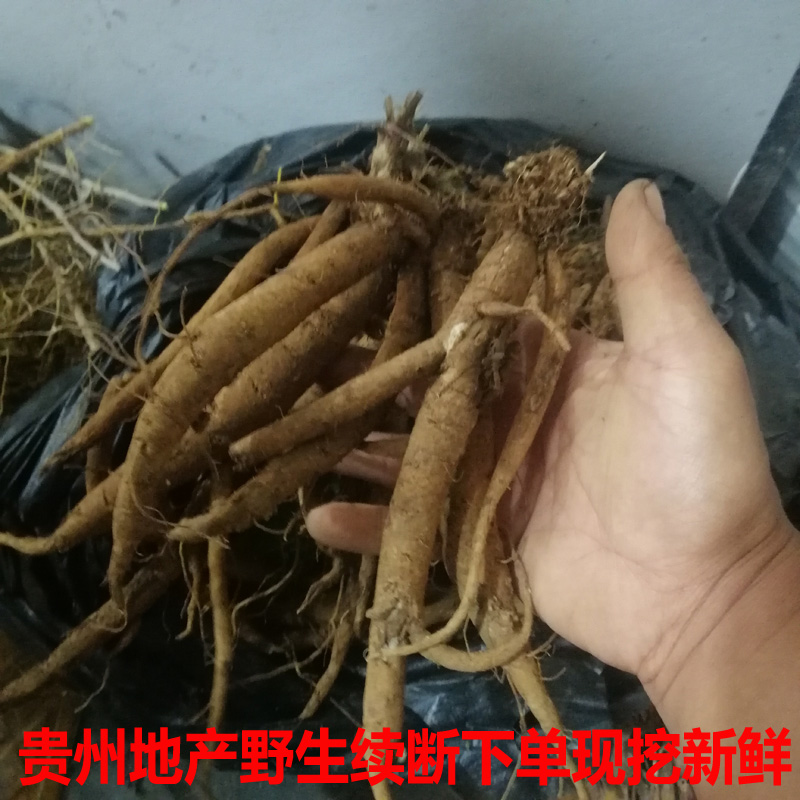 贵州野生新鲜续断500g包邮中药材新鲜和尚头川段接骨草川续断纯根