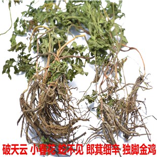 野生小春花中药材500克 阴地蕨包邮一朵云 散血叶独立金鸡 破天云