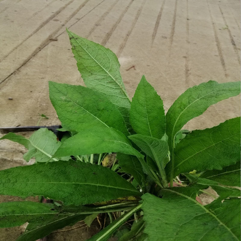 贵州天名精新鲜中草药材 野烟山