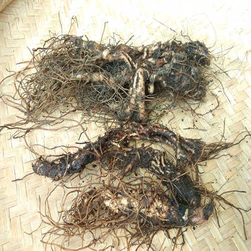 纯野生中药材麻布七 穿心莲 统天袋破骨七九连环网子七全株可种植