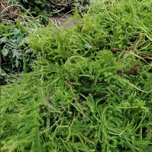 贵州新鲜伸筋草中药材 舒筋草 筋骨草 大伸筋草 500g包邮