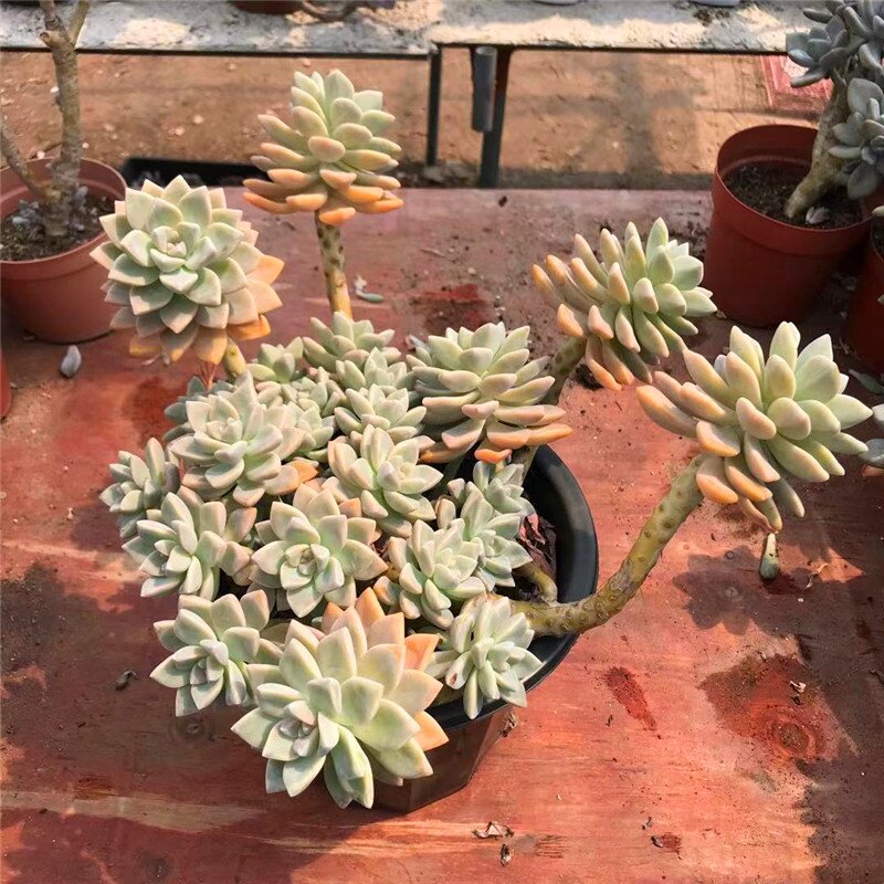 一物一拍美观花卉绿植淡雪非紫雾幽灵公主老桩缀化多肉植物包邮 栗旋百货店的小店 淘优券 一物一拍美观花卉绿植淡雪非紫雾幽灵公主老桩缀化多肉植物包邮 栗旋百货店的小店 淘优券