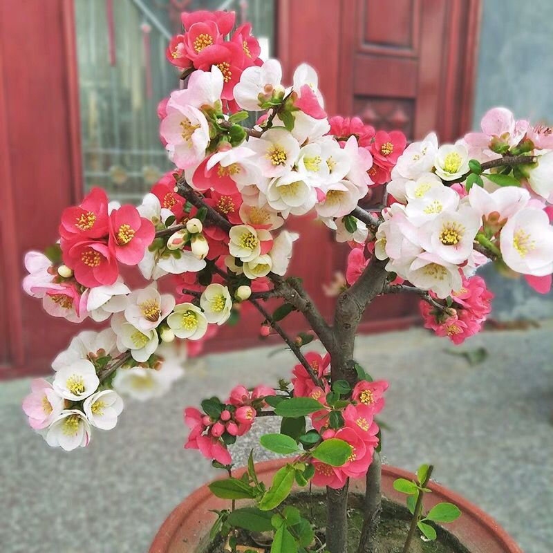 新品种海棠花苗四季开花盆栽重瓣海棠花盆景老桩花卉