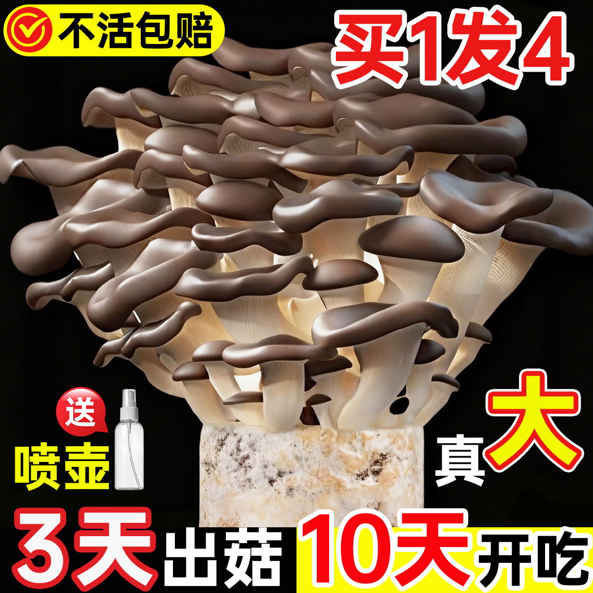 【买1发4】蘑菇平菇种植包包成活