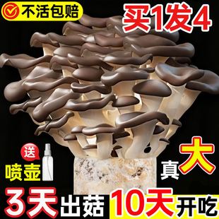 蘑菇种植包新鲜菌种菌菇黑平菇种植菌包食用菌菇棒家庭自种小盆栽